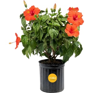 image:imageCosta Farms Ixora Live Outdoor Plant Easy Care Home DecorHibiscus  Large 23 Feet Tall  Flower Color Varies
