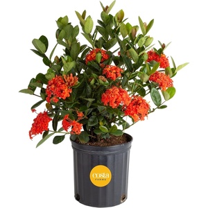 image:imageCosta Farms Ixora Live Outdoor Plant Easy Care Home DecorIxora  Large 23 Feet Tall  Flower Color Varies