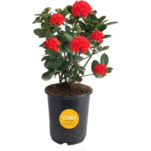 image:imageCosta Farms Ixora Live Outdoor Plant Easy Care Home DecorIxora Maui Red  Medium 23 Feet Tall  Red Flowers