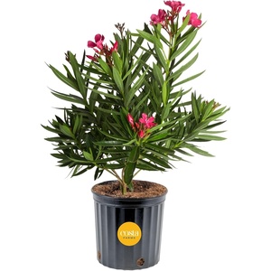 image:imageCosta Farms Ixora Live Outdoor Plant Easy Care Home DecorOleander  Large 23 Feet Tall  Pink Flowers