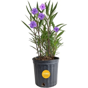 image:imageCosta Farms Ixora Live Outdoor Plant Easy Care Home DecorRuellia  Large 23 Feet Tall  Purple Flowers