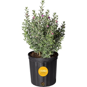 image:imageCosta Farms Ixora Live Outdoor Plant Easy Care Home DecorTexas Sage  Large 12 Feet Tall  Purple Flowers