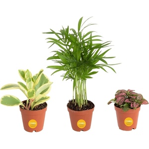 image:imageCosta Farms Live Indoor House Plants Live Indoor Plant Easy CareGrower Pot 3Pack