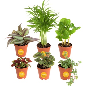 image:imageCosta Farms Live Indoor House Plants Live Indoor Plant Easy CareGrower Pot 6Pack