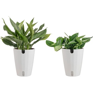 image:imageCosta Farms Live Indoor House Plants Live Indoor Plant Easy CareSelfWatering Plant Pot 2Pack