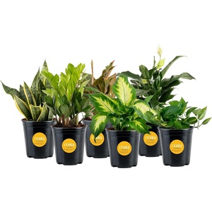 image:imageCosta Farms Live Indoor Houseplant Pack Live Indoor Plants Easy CareMedium 1216 Inches Tall