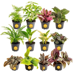 image:imageCosta Farms Live Indoor Houseplant Pack Live Indoor Plants Easy CareMini 4 Inches Tall