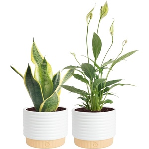 image:imageCosta Farms Live Indoor Houseplant Pack Live Indoor Plants Easy CareSmall 810 Inches Tall