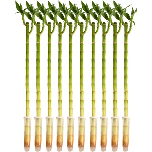 image:imageCosta Farms Lucky Bamboo Live Indoor Plant Easy Care Home DecorStalks