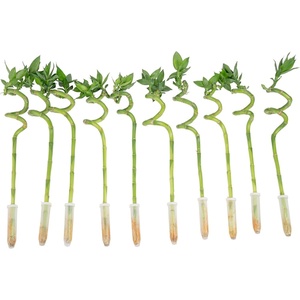 image:imageCosta Farms Lucky Bamboo Live Indoor Plant Easy Care Home DecorStalks Pack of 10