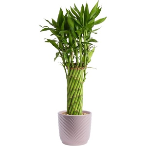 image:imageCosta Farms Lucky Bamboo Plant Easy to Grow Live Houseplant in Indoor Bamboo Pot Potting Mix Growers Choice Birthday Gift Home Office Plant Shelf Zen Room Decor 12Inches TallModern Dcor Planter Pot