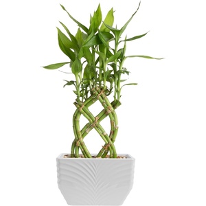image:imageCosta Farms Lucky Bamboo Plant Easy to Grow Live Houseplant in Indoor Bamboo Pot Potting Mix Growers Choice Birthday Gift Home Office Plant Shelf Zen Room Decor 12Inches TallIndoor Garden Plant Pot