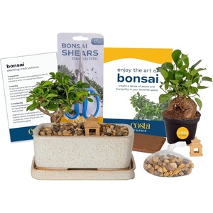 image:imageCosta Farms Mini Bonsai Live Indoor Plant Easy Care Home DecorDIY Gardening Plant Kit