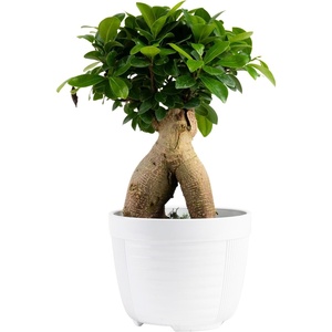 image:imageCosta Farms Mini Bonsai Live Indoor Plant Easy Care Home DecorDecorative Plant Pot