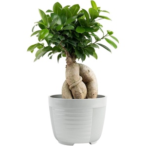 image:imageCosta Farms Mini Bonsai Live Indoor Plant Easy Care Home DecorDecorative Planter Pot