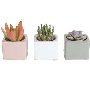 image:imageCosta Farms Mini Succulents Live Indoor Plant Easy Care Home DecorCute Dcor Planter