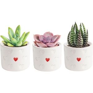 image:imageCosta Farms Mini Succulents Live Indoor Plant Easy Care Home DecorCute Dcor Succulent Planter