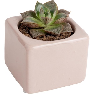 image:imageCosta Farms Mini Succulents Live Indoor Plant Easy Care Home DecorCute Succulent Plant Pot