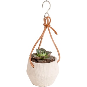 image:imageCosta Farms Mini Succulents Live Indoor Plant Easy Care Home DecorHanging Basket Succulent Plant Pot