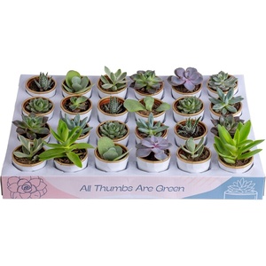 image:imageCosta Farms Mini Succulents Live Indoor Plant Easy Care Home DecorModern Dcor Plant Pot