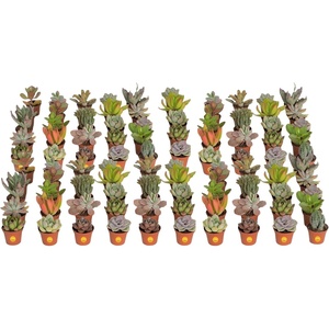 image:imageCosta Farms Mini Succulents Live Indoor Plant Easy Care Home DecorNursery Plant Pot