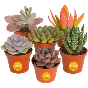 image:imageCosta Farms Mini Succulents Live Indoor Plant Easy Care Home DecorSucculent Plant Pot