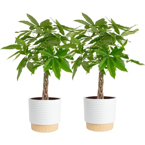image:imageCosta Farms Money Tree Live Indoor Plant Braided Trunk Easy CareMoney Tree  Large 34 Feet Tall in Decorative Plant Pot  2Pack