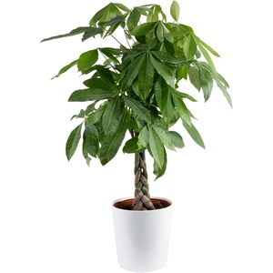 image:imageCosta Farms Money Tree Live Indoor Plant Braided Trunk Easy CareMoney Tree  Large 34 Feet Tall in Decorative Pot w Heart Decoration
