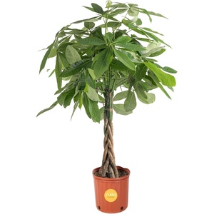image:imageCosta Farms Money Tree Live Indoor Plant Braided Trunk Easy CareMoney Tree  Large 34 Feet Tall in Grow Pot