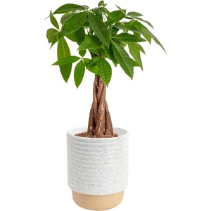 image:imageCosta Farms Money Tree Live Indoor Plant Braided Trunk Easy CareMoney Tree  Medium 16 Inches Tall in Decorative Plant Pot