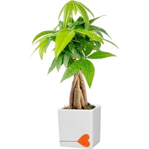 image:imageCosta Farms Money Tree Live Indoor Plant Braided Trunk Easy CareMoney Tree  Mini 810 Inches Tall in Decorative Plant Pot