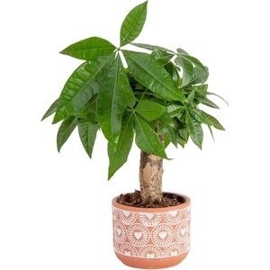 image:imageCosta Farms Money Tree Live Indoor Plant Braided Trunk Easy CareMoney Tree  Small 10 Inches Tall in Decorative Plant Pot