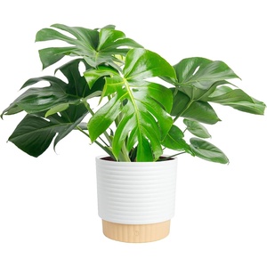 image:imageCosta Farms Monstera Live Indoor Plant Tropical Plant Home DecorMonstera Deliciosa  Large 23 Feet Tall  in Decorative Plant Pot