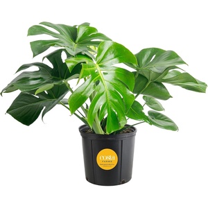 image:imageCosta Farms Monstera Live Indoor Plant Tropical Plant Home DecorMonstera Deliciosa  Large 23 Feet Tall  in Grow Pot