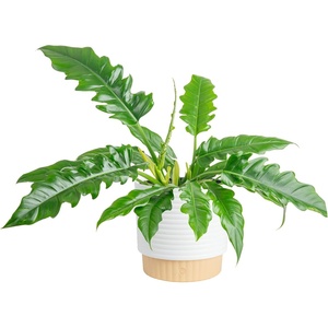 image:imageCosta Farms Monstera Live Indoor Plant Tropical Plant Home DecorPhilodendron  HandSelected Variety  Large 23 Feet Tall  in Decorative Plant Pot