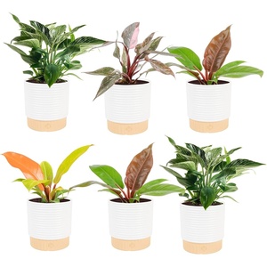 image:imageCosta Farms Monstera Live Indoor Plant Tropical Plant Home DecorPhilodendron  HandSelected Variety  Medium 1218 Inches Tall  in Decorative Plant Pot  6Pack