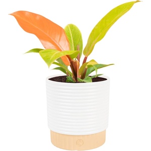 image:imageCosta Farms Monstera Live Indoor Plant Tropical Plant Home DecorPhilodendron  HandSelected Variety  Medium 1218 Inches Tall  in Decorative Plant Pot