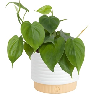 image:imageCosta Farms Monstera Live Indoor Plant Tropical Plant Home DecorPhilodendron  HandSelected Variety  Small 812 Inches Tall  in Decorative Plant Pot