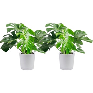 image:imageCosta Farms Monstera Live Indoor Plant Tropical Plant Home DecorPhilodendron  Large 23 Feet Tall  in Decorative Plant Pot  2Pack