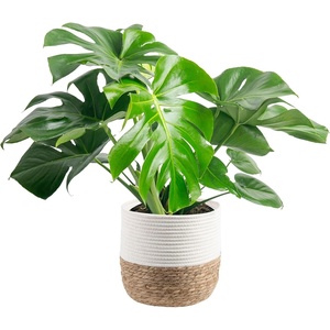 image:imageCosta Farms Monstera Live Indoor Plant Tropical Plant Home DecorPhilodendron  Large 23 Feet Tall  in Decorative Plant Pot