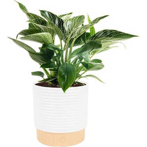 image:imageCosta Farms Monstera Live Indoor Plant Tropical Plant Home DecorPhilodendron  Medium 1218 Inches Tall  in Decorative Plant Pot