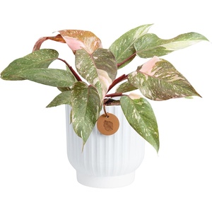image:imageCosta Farms Monstera Live Indoor Plant Tropical Plant Home DecorPink Princess Philodendron  Medium 1218 Inches Tall  in Decorative Planter