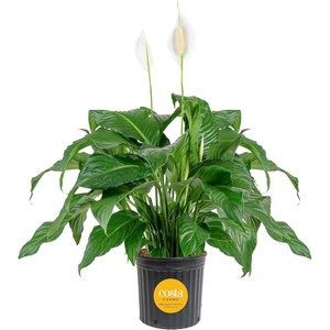 image:imageCosta Farms Peace Lily Live Indoor Plant Air Purifying White FlowersPeace Lily  Extra Large 34 Feet Tall  in Grow Pot