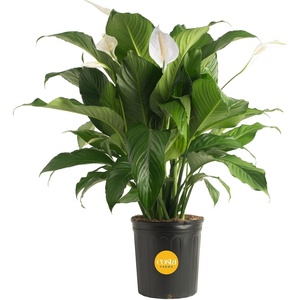 image:imageCosta Farms Peace Lily Live Indoor Plant Air Purifying White FlowersPeace Lily  Large 23 Feet Tall  in Grow Pot