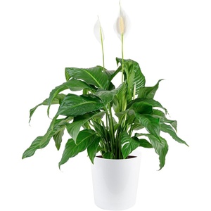 image:imageCosta Farms Peace Lily Live Indoor Plant Air Purifying White FlowersPeace Lily  Large 23 Feet Tall  in Modern Dcor Planter