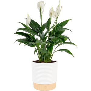 image:imageCosta Farms Peace Lily Live Indoor Plant Air Purifying White FlowersPeace Lily  Medium 1424 Inches Tall  in Decorative Plant Pot