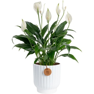 image:imageCosta Farms Peace Lily Live Indoor Plant Air Purifying White FlowersPeace Lily  Medium 1424 Inches Tall  in Decorative Planter