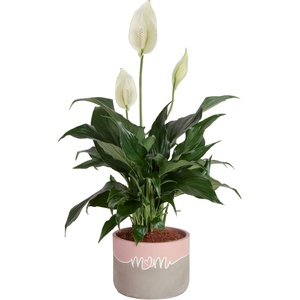 image:imageCosta Farms Peace Lily Live Indoor Plant Air Purifying White FlowersPeace Lily  Medium 1424 Inches Tall  in Modern Decorative Pot