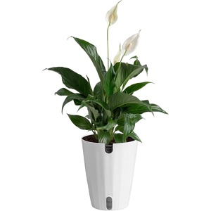 image:imageCosta Farms Peace Lily Live Indoor Plant Air Purifying White FlowersPeace Lily  Medium 1424 Inches Tall  in Self Watering Plant Pot