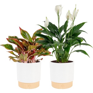 image:imageCosta Farms Peace Lily Live Indoor Plant Air Purifying White FlowersPeace LilyChinese Evergreen  Medium 1424 Inches Tall  in Decorative Plant Pot